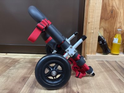 埼玉県のミニチュアダックスフンド　マロンちゃんの車椅子