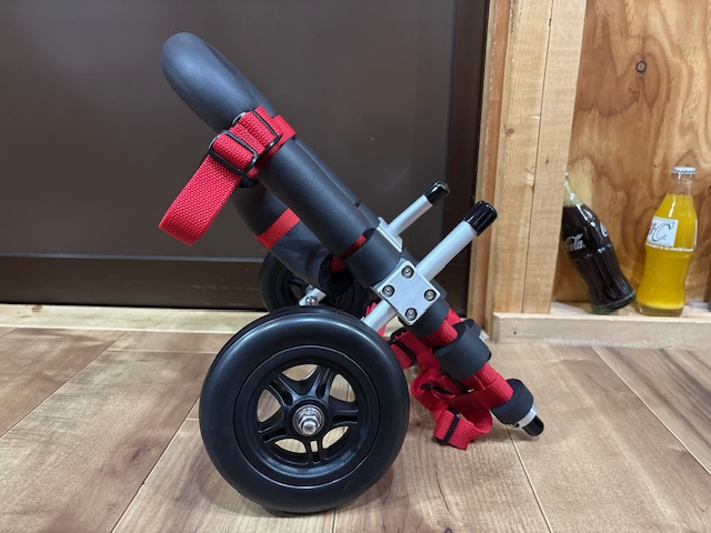 埼玉県のミニチュアダックスフンド　マロンちゃんの車椅子