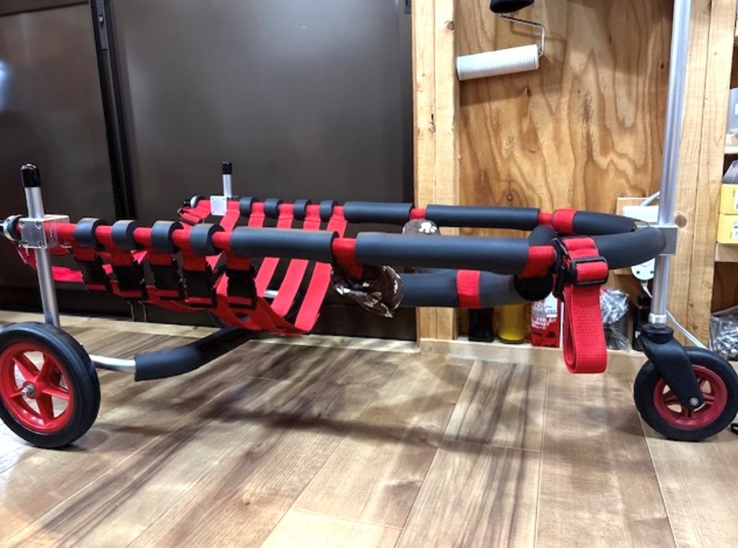 兵庫県のミニブタ（ポットベリー）ピィ太郎ちゃんの車椅子