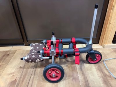 東京都のチワワ　アンリちゃんの車椅子