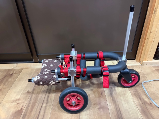 東京都のチワワ　アンリちゃんの車椅子