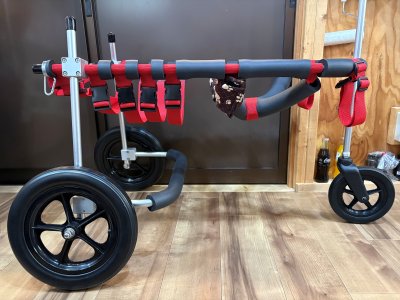 徳島県の秋田犬　コハクちゃんの車椅子