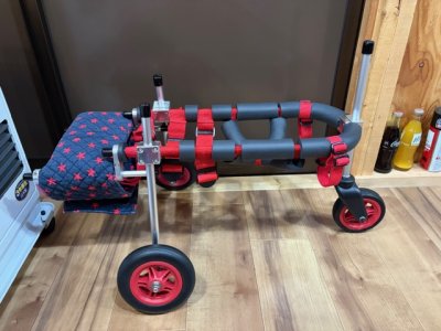 愛知県のミニチュアシュナウザー　ライチちゃんの車椅子