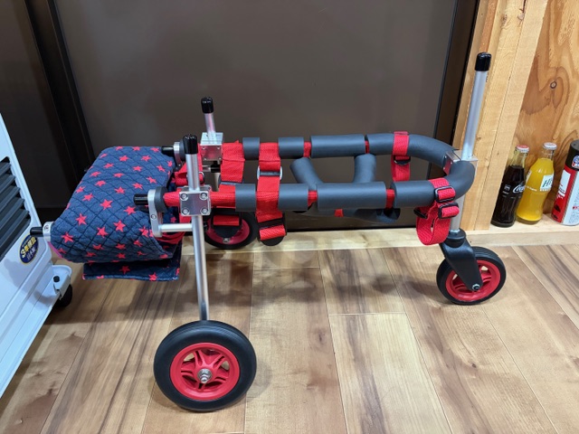 愛知県のミニチュアシュナウザー　ライチちゃんの車椅子