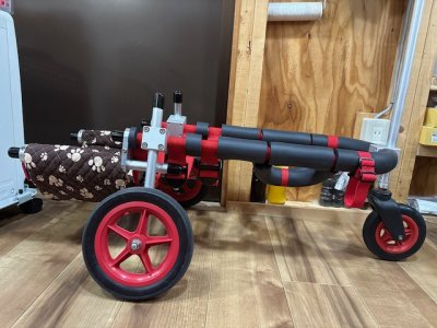 京都府のキャバリア　ロコちゃんの車椅子