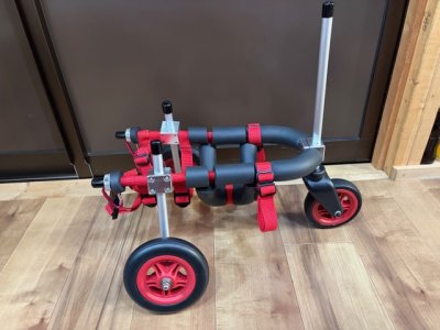 大阪府のチワワ　るいちゃんの車椅子
