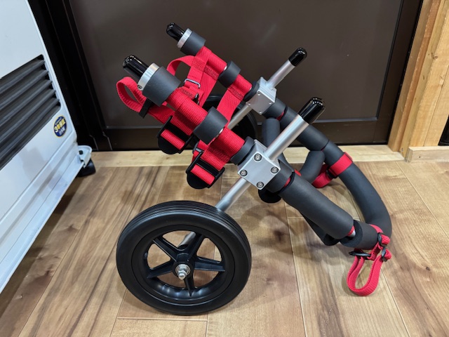 大阪府のフレンチブルドッグ　アジュちゃんの車椅子