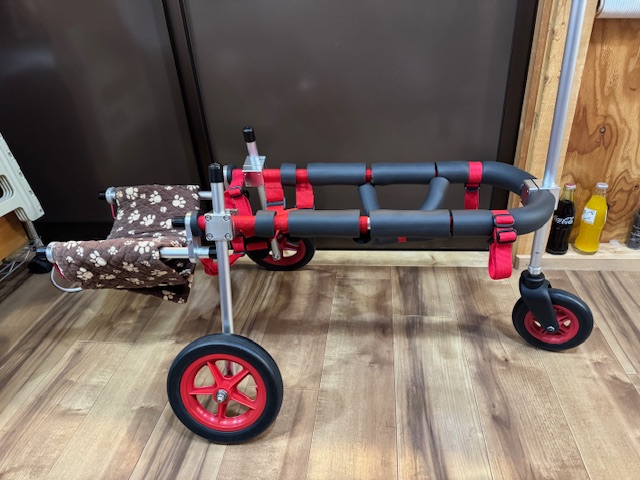 神奈川県の柴犬　ライトちゃんの車椅子