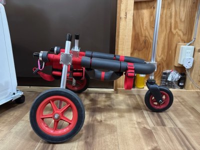 埼玉県のパグ　空ちゃんの車椅子