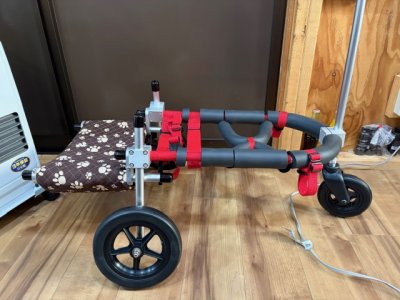 愛知県のフレンチブルドッグ　ナッツちゃんの車椅子