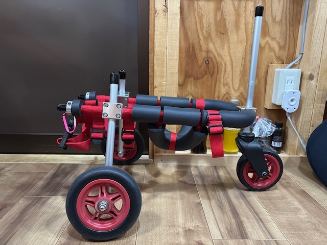 大阪府のトイプードル　スージーちゃんの車椅子