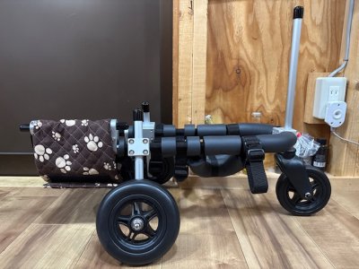 滋賀県のチワワ　ちゃこちゃんの車椅子