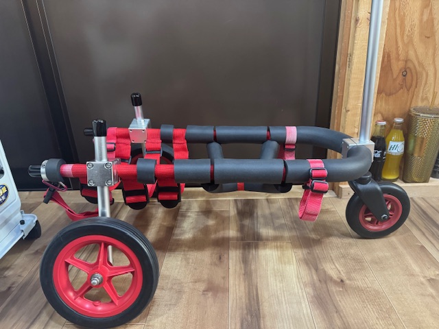 千葉県のコーギー　はるちゃんの車椅子