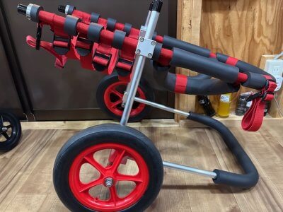 神奈川県のロットワイラー　ユッカちゃんの車椅子