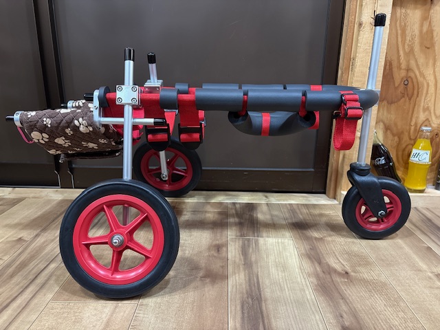 三重県の柴犬　メリちゃんの車椅子