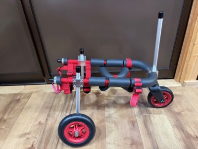 千葉県のトイプードル　プー子ちゃんの車椅子