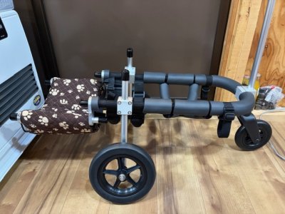 石川県のフレンチブルドック　くぅちゃんの車椅子