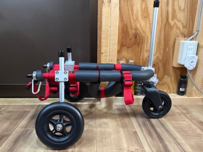 埼玉県のマルチーズ　マル子ちゃんの車椅子