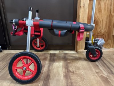 兵庫県の柴犬　あつちゃんの車椅子