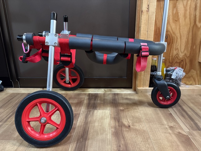 兵庫県の柴犬　あつちゃんの車椅子