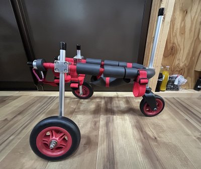 長野県のトイプードル　真央ちゃんの車椅子