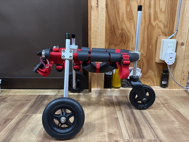 神奈川県のトイプードル　暖（だん）ちゃんの車椅子