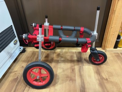 宮城県の柴犬　モコちゃんの車椅子