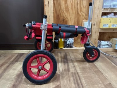 東京都の豆柴犬　ごん太ちゃんの車椅子