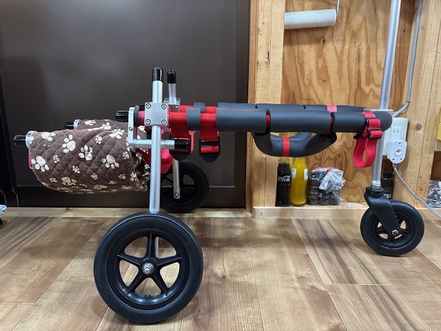 愛知県の柴犬　りくちゃんの車椅子