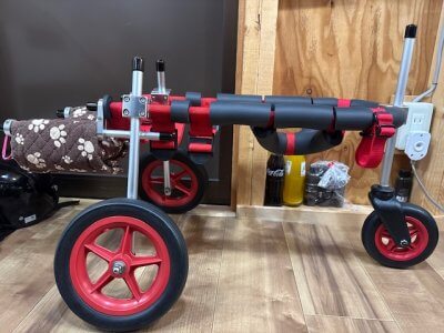 長崎県の中型犬　メルちゃんの車椅子