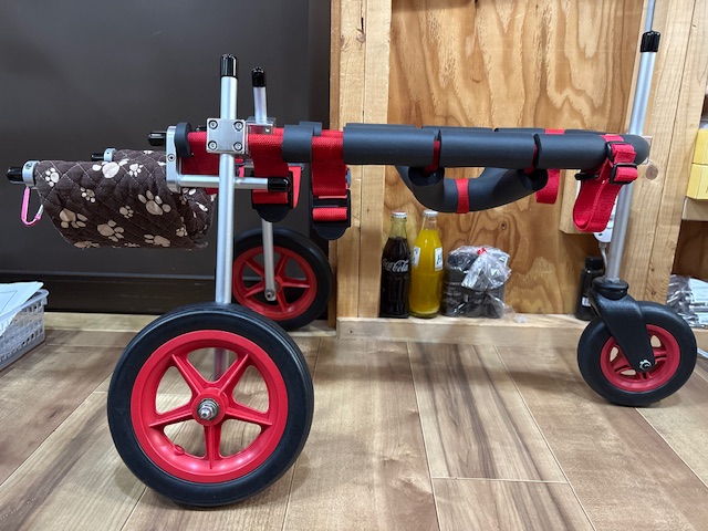 茨城県の柴犬　はるちゃんの車椅子