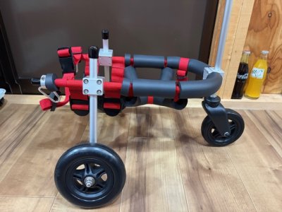 愛知県のチワワ　ちはやちゃんの車椅子