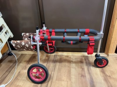 神奈川県の柴犬　小雪ちゃんの車椅子