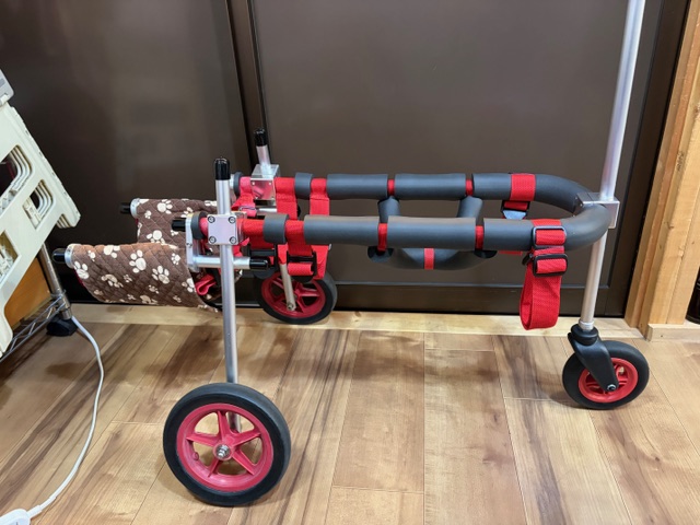 神奈川県の柴犬　小雪ちゃんの車椅子