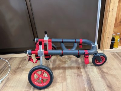 秋田県のコーギー　ハナちゃんの車椅子