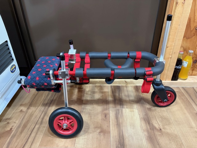 静岡県のトイプードル　ノエルちゃんの車椅子