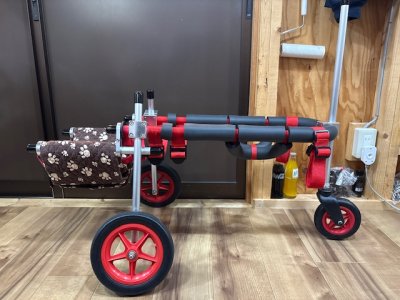 埼玉県の柴犬　さくらちゃんの車椅子