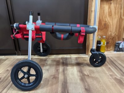 愛媛県の中型犬　チップちゃんの車椅子