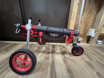 埼玉県の柴犬　カイちゃんの車椅子