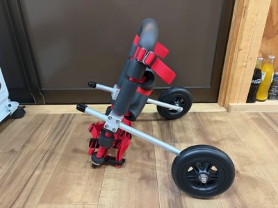 東京都のトイプードル　りりちゃんの車椅子