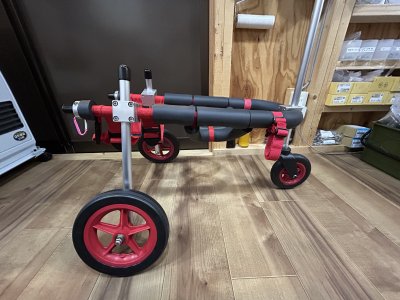 兵庫県の柴犬　レンちゃんの車椅子