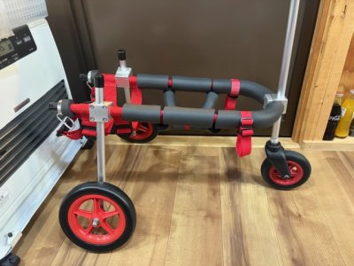 岩手県の柴犬　シキちゃんの車椅子