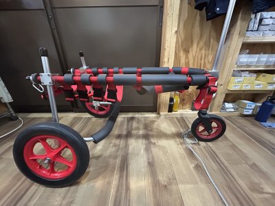 埼玉県のラブラドールレトリーバー　ナナちゃんの車椅子