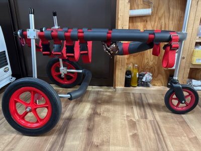 栃木県のホワイトシェパード　レイラちゃんの車椅子