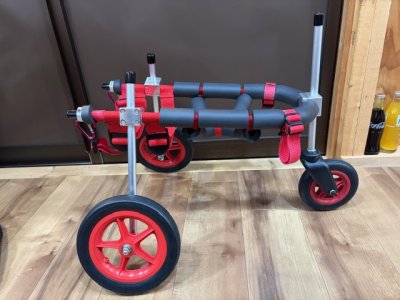 埼玉県の柴犬　さくらちゃんの車椅子