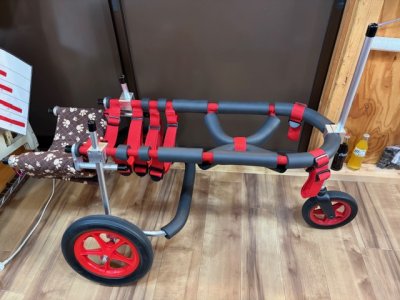 埼玉県のラブラドールレトリーバー　エリーちゃんの車椅子