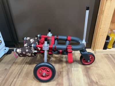 愛知県のチワワ　らむちゃんの車椅子