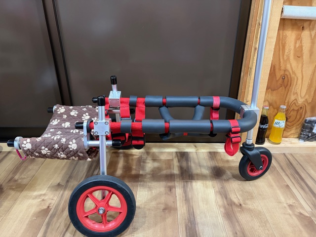 千葉県の柴犬　きなこちゃんの車椅子