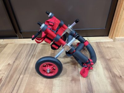 宮城県のチワックス　ゼアちゃんの車椅子