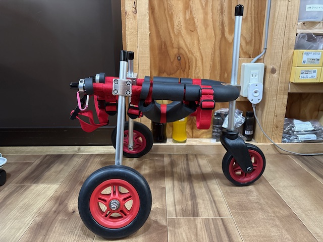 宮城県のトイプードル　ぷーちゃんの車椅子